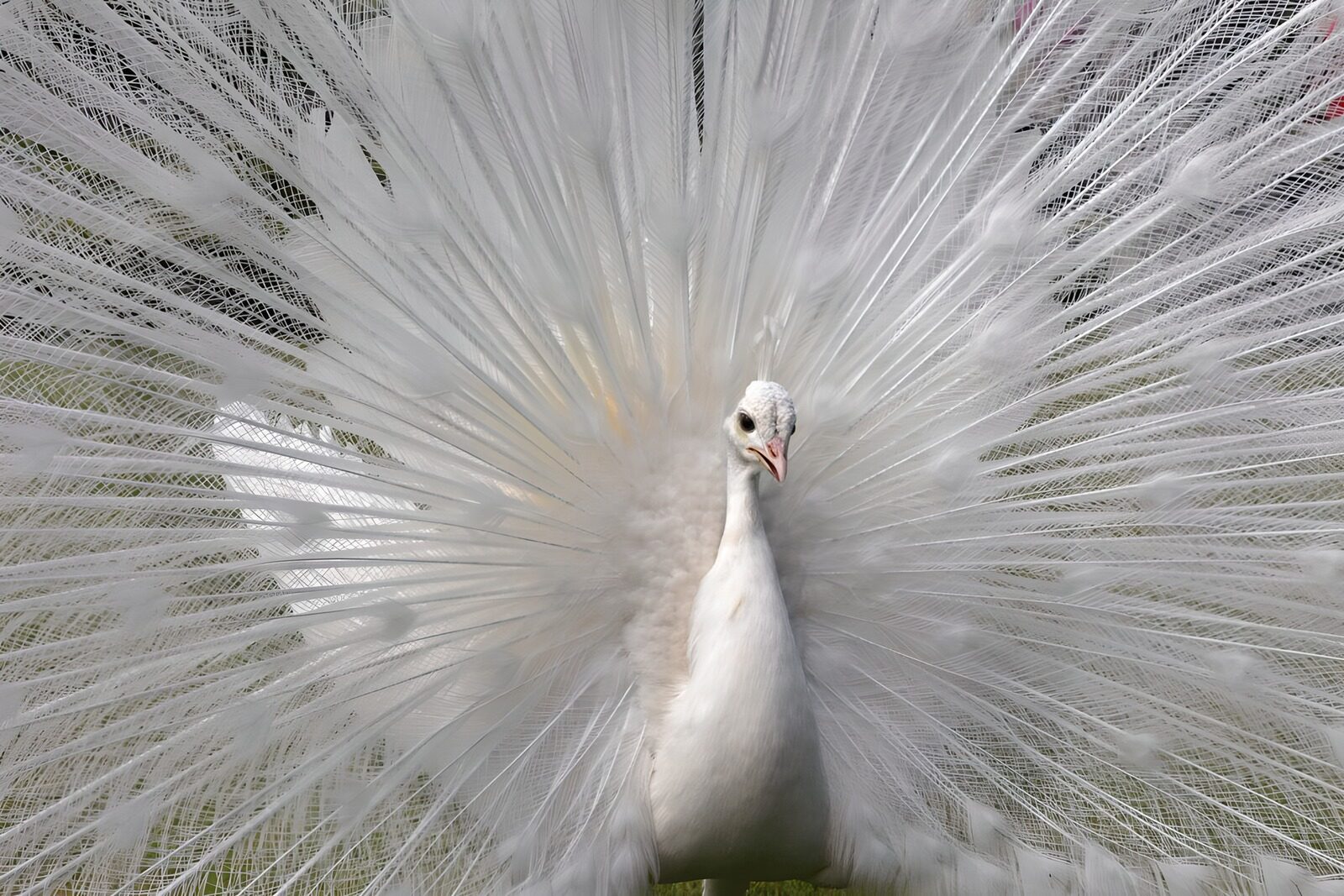 Weißer Pfau mit breitem Schwanz