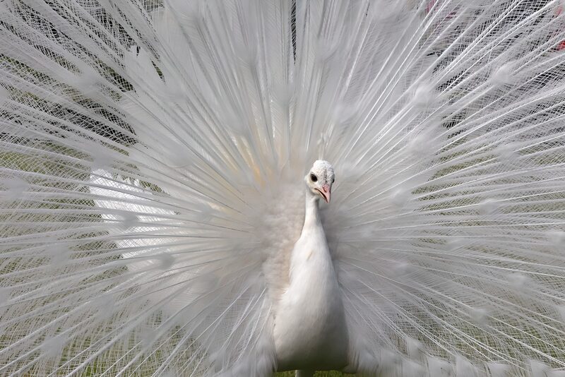Weißer Pfau mit breitem Schwanz