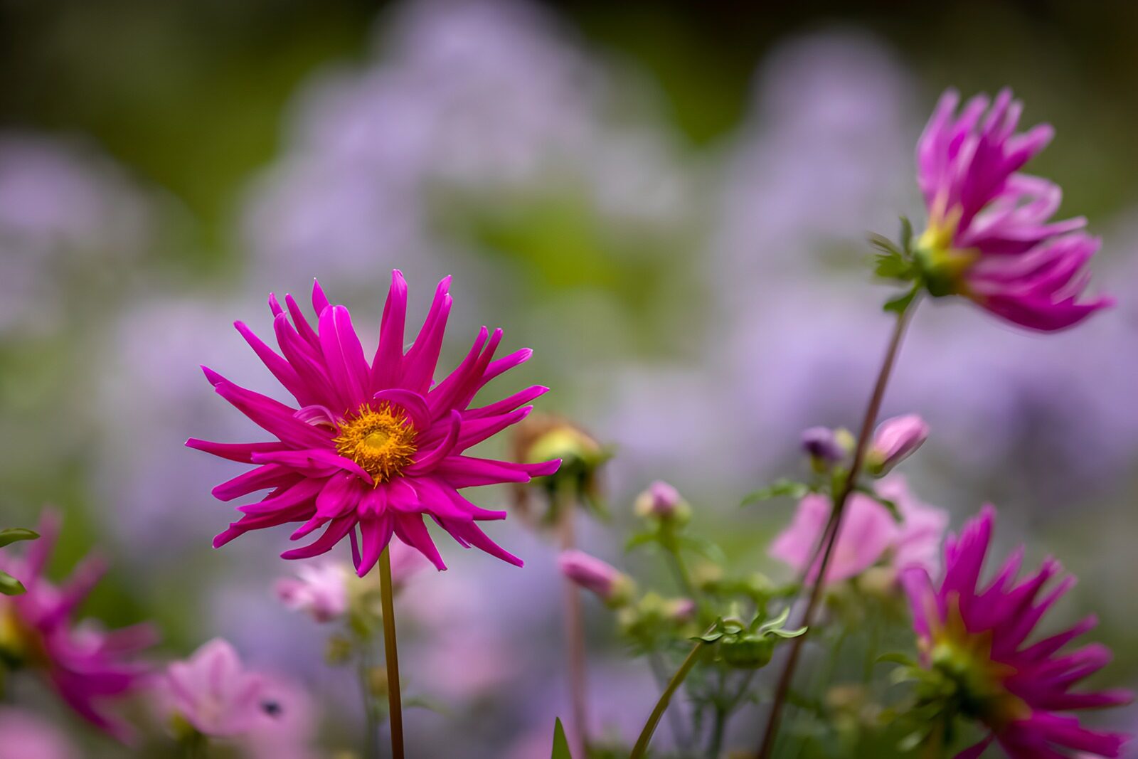 Pinke Blüten in voller Blüte