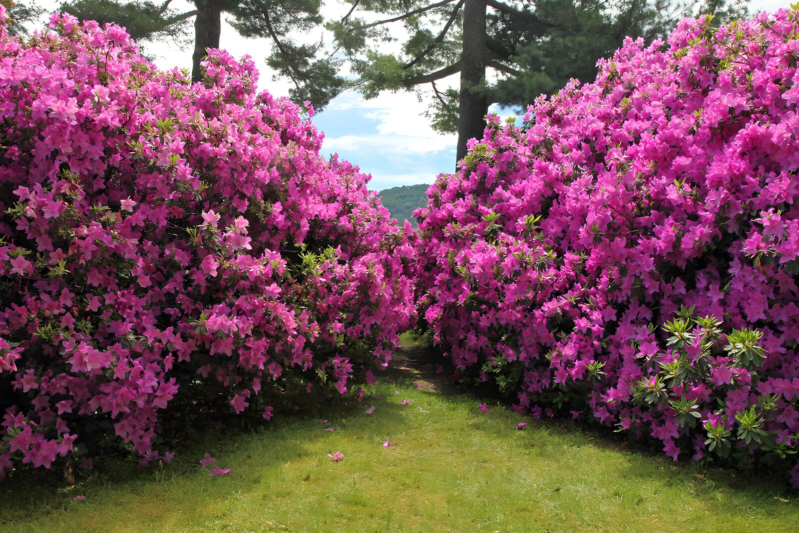 Blühende Azaleen im Frühlingsgarten