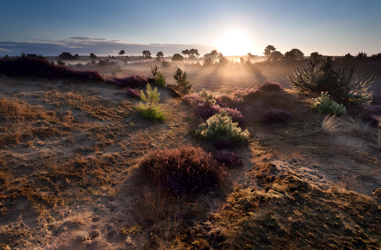 Abendsonne über heidebewachsener Landschaft