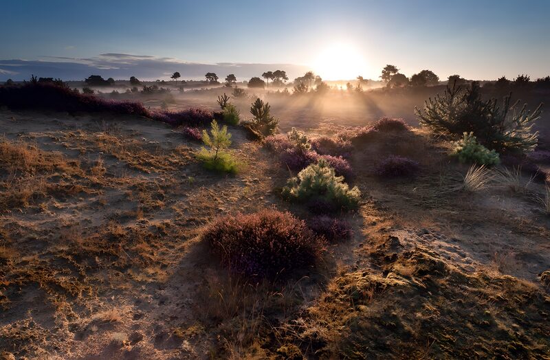 Abendsonne über heidebewachsener Landschaft