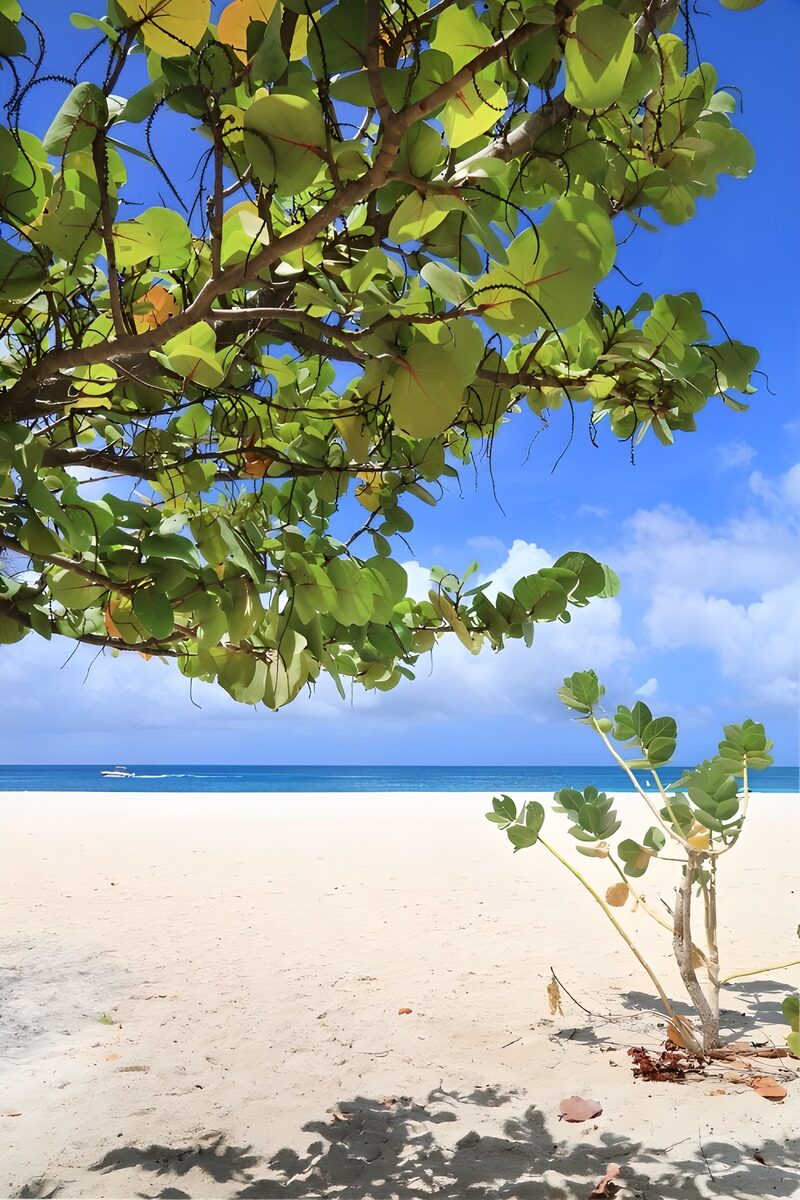 Tropischer Strand mit grünem Baum