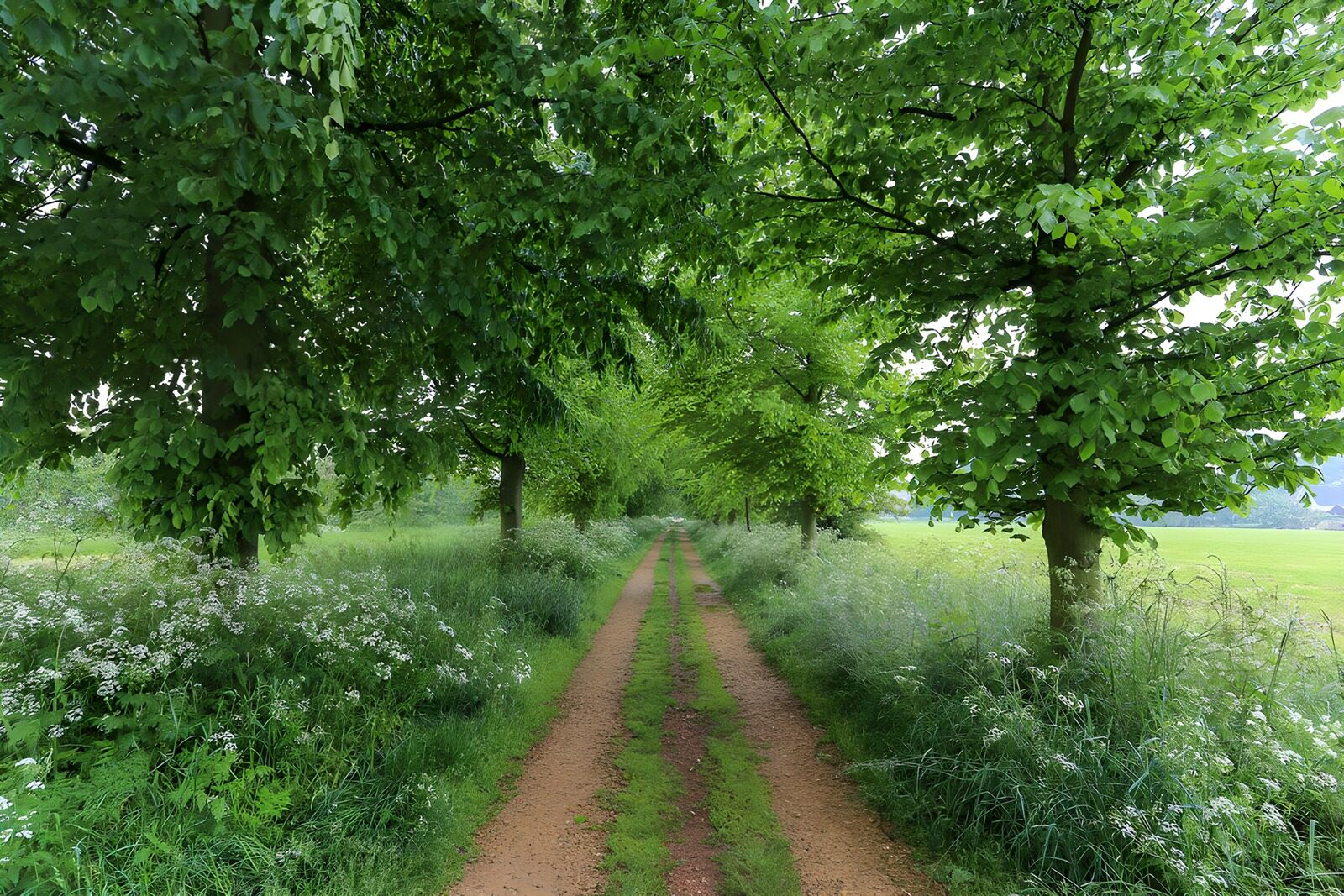 Grüner Weg durch blühende Landschaft