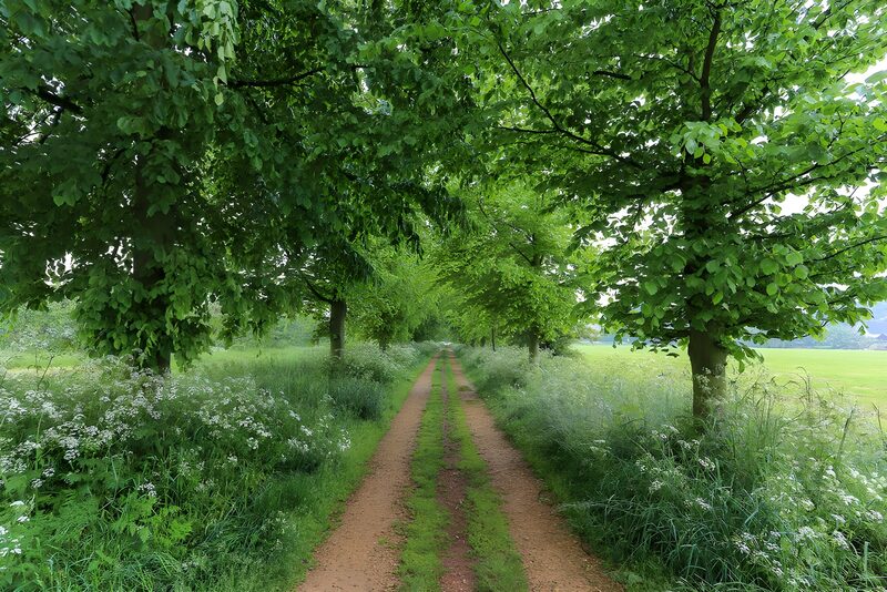 Grüner Weg durch blühende Landschaft