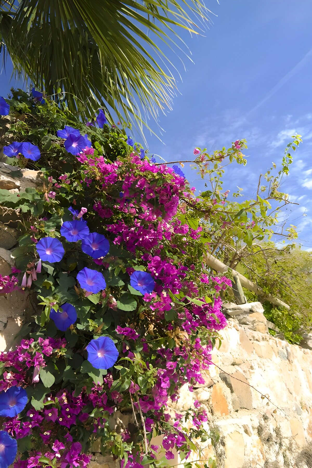 Bunte Blumen an einer Steinmauer