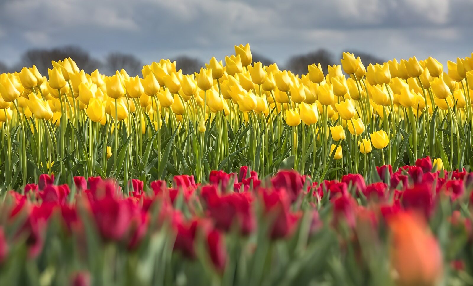 Bunte Tulpenfelder im Frühling