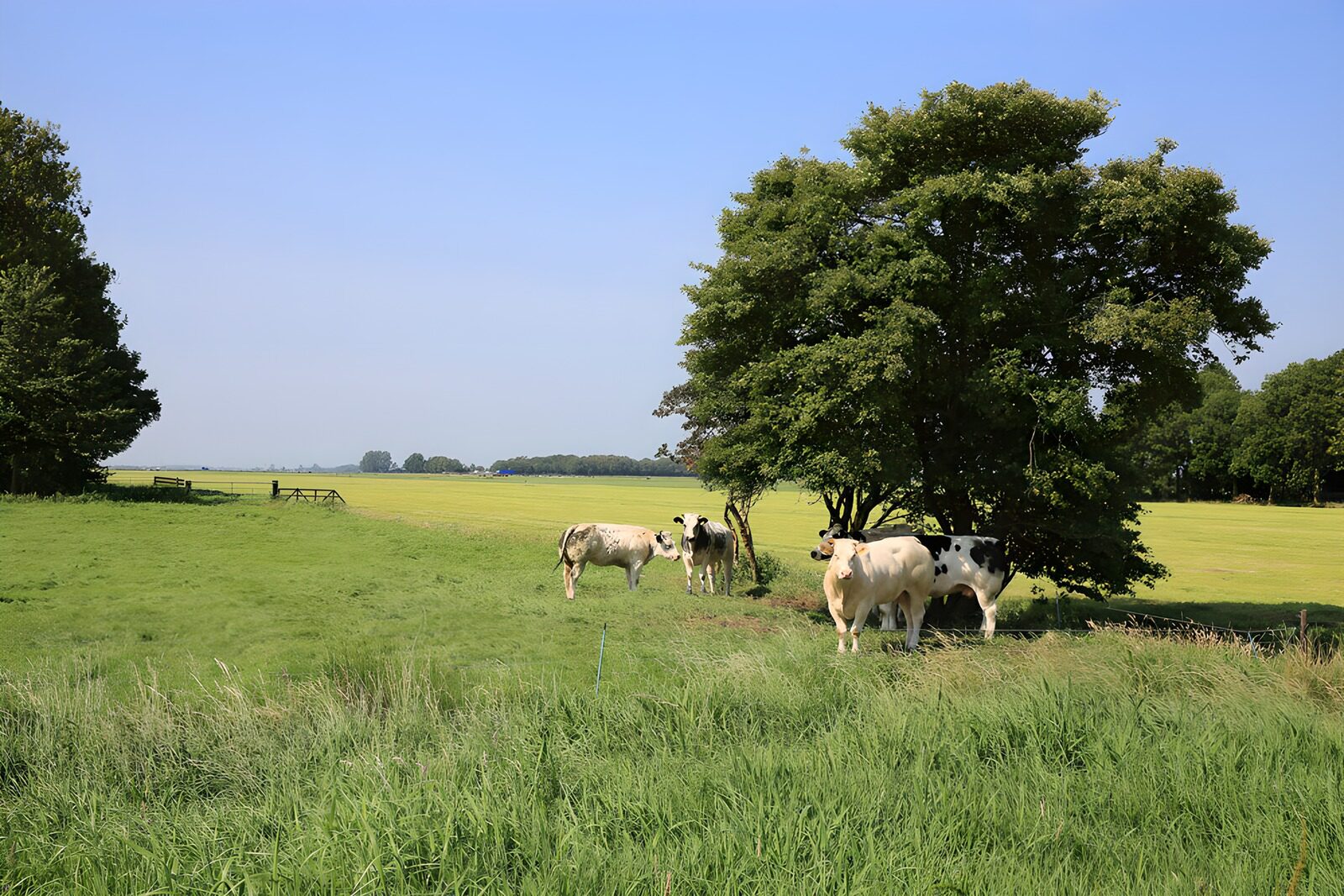 Kühe auf der Weide im Sonnenschein