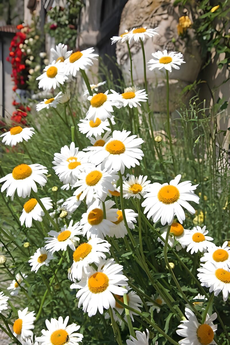 Strahlende Margeriten im Sommerlicht