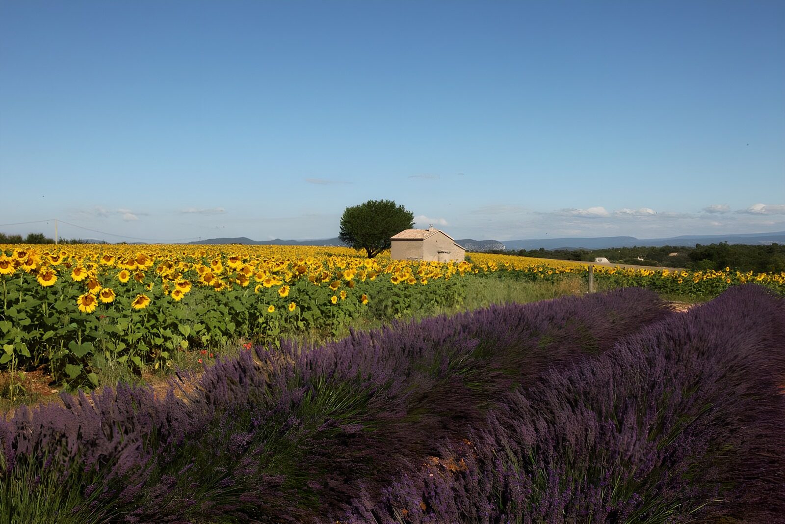 Sonnenblumen und Lavendel in der Landschaft