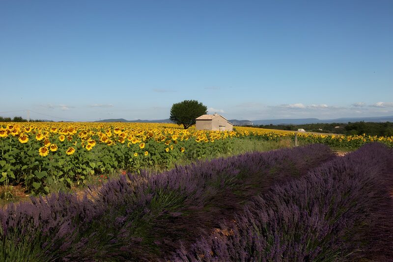 Sonnenblumen und Lavendel in der Landschaft