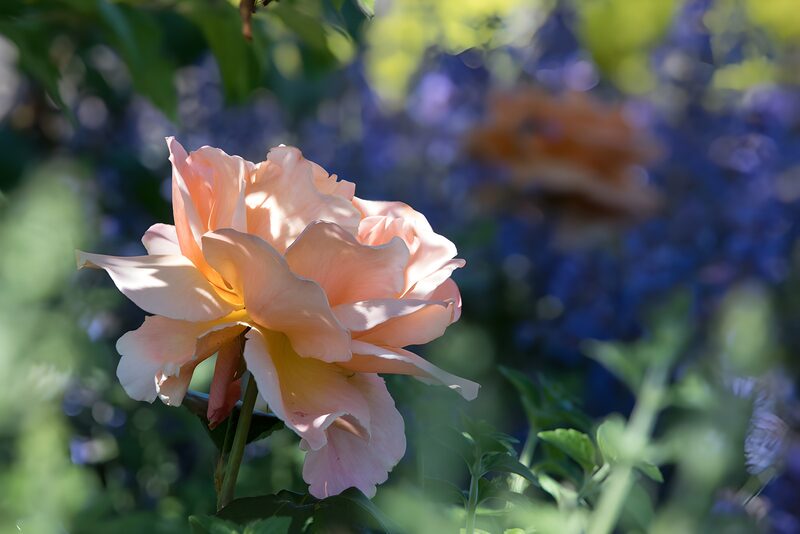 Zarte Rose im Gartenlicht