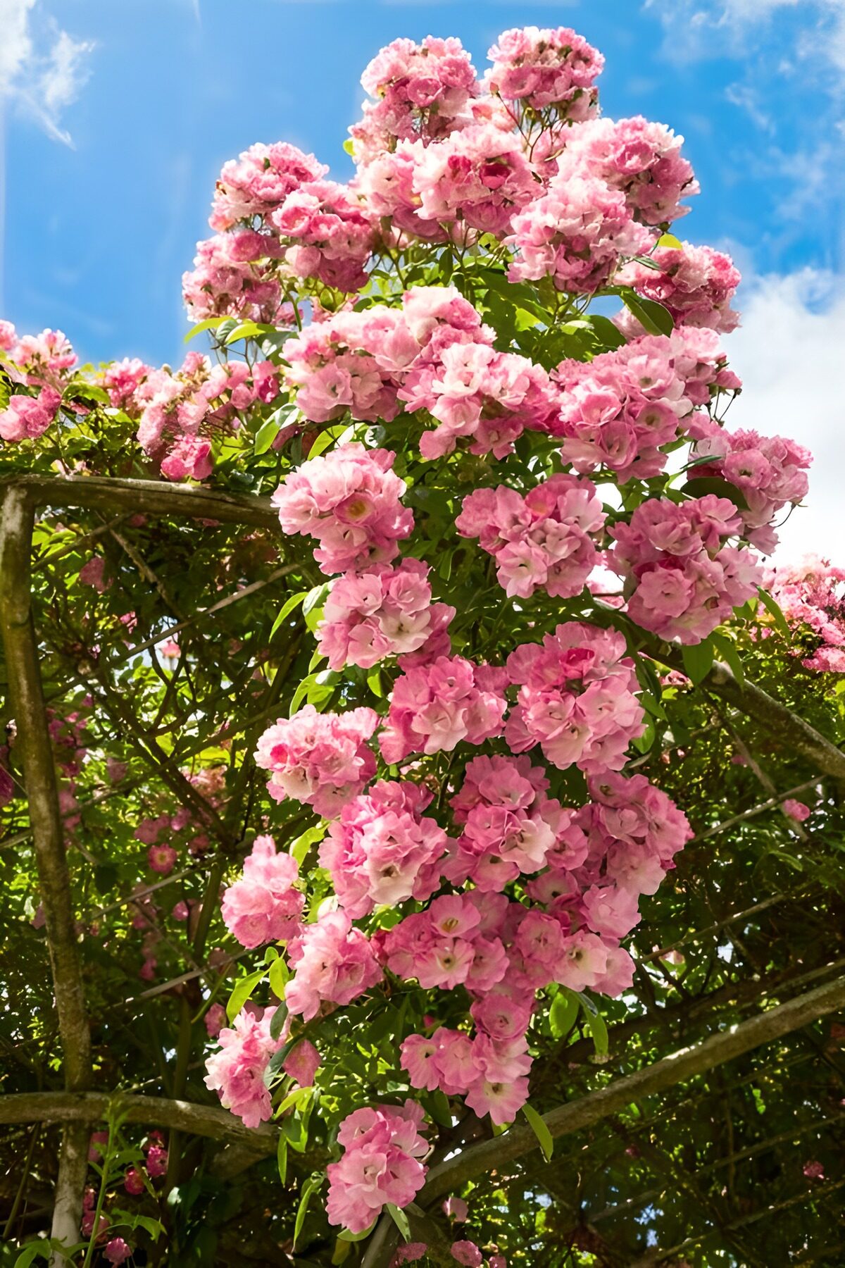 Rosa Blütenpracht im Sonnenschein