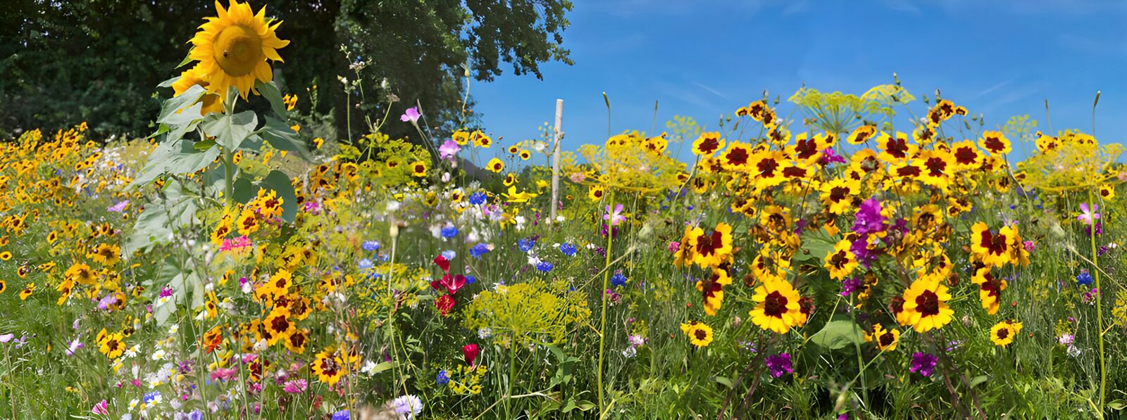 Bunte Blumenwiese im Sonnenschein