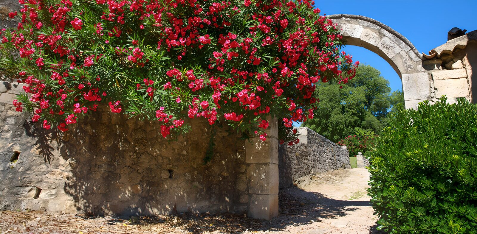 Blühende Oleander im Sonnenlicht