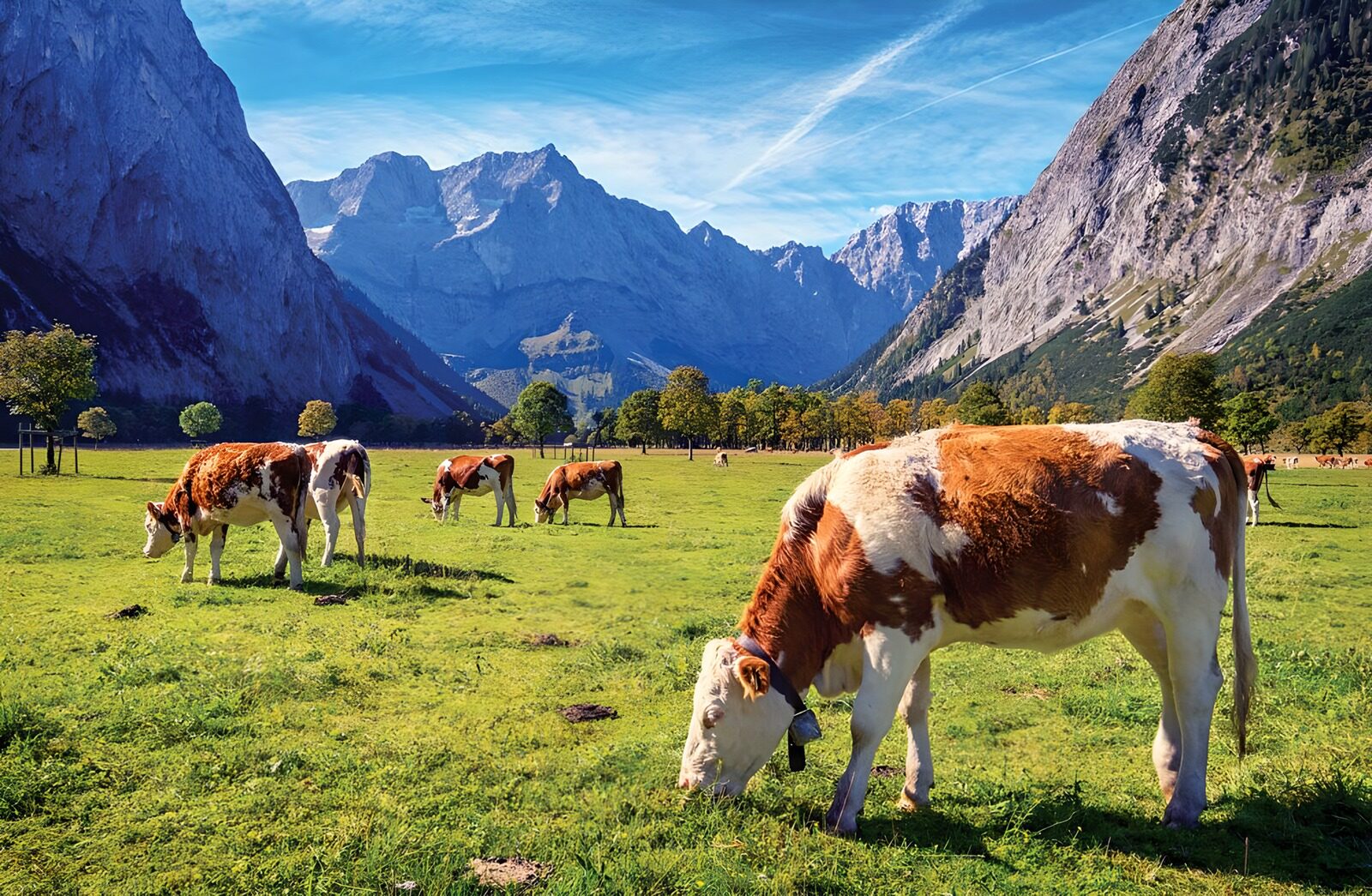 Kühe in den Alpen im Sonnenschein