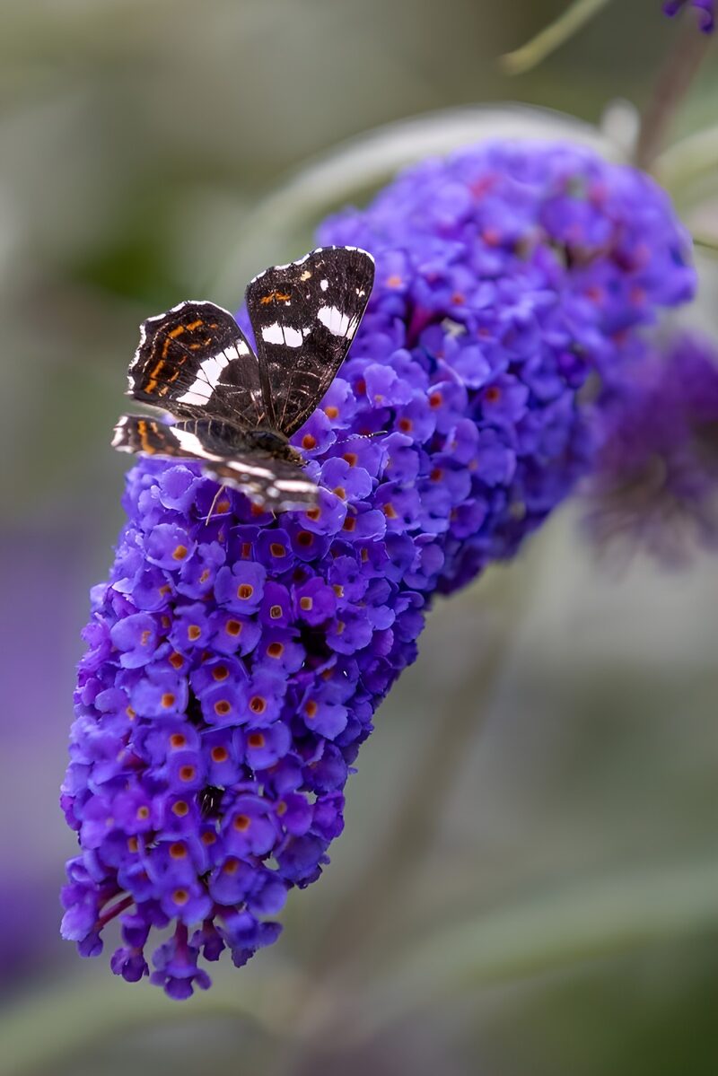 Schmetterling auf lila Blumen