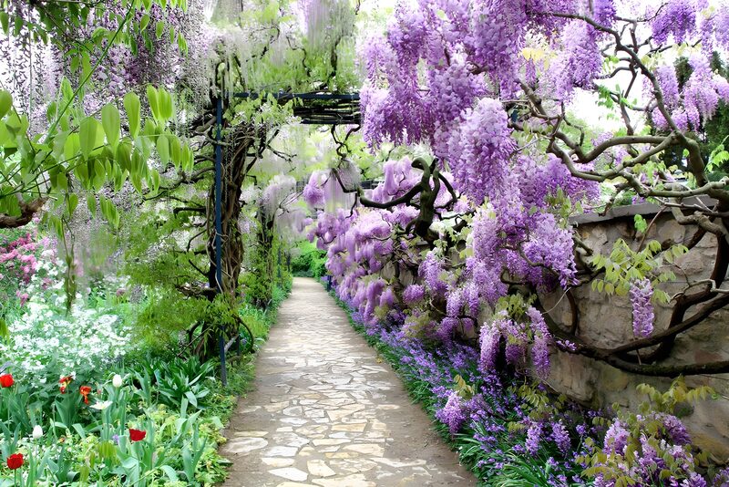Blühender Wisteria-Weg im Garten