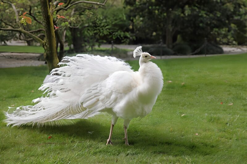 Weißer Pfau im Grünen