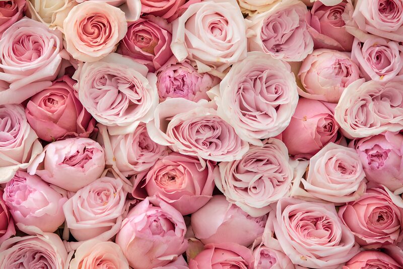 Zarte Rosen in sanften Rosa-Tönen