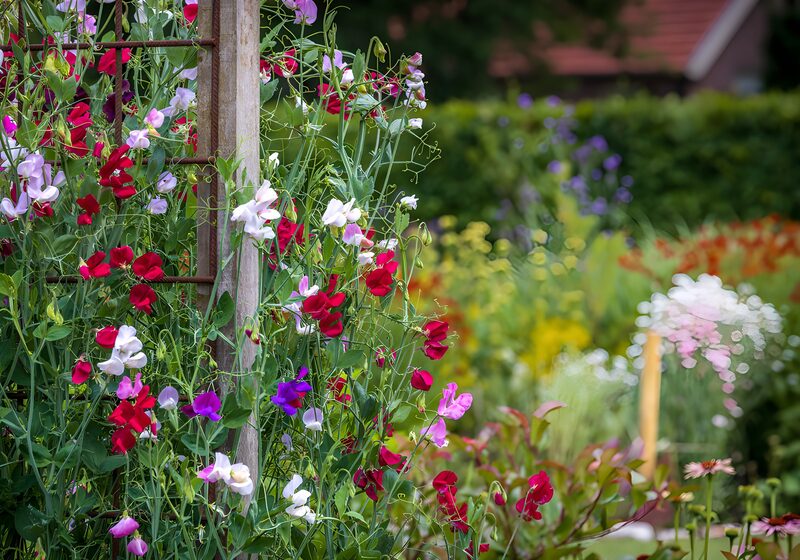 Bunte Duftwicken am Garten-Spalier