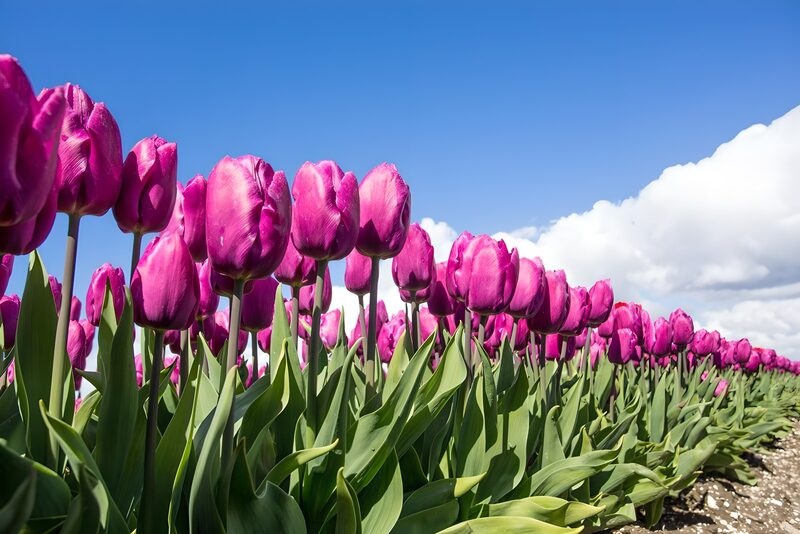Lila Tulpenfeld unter blauem Himmel