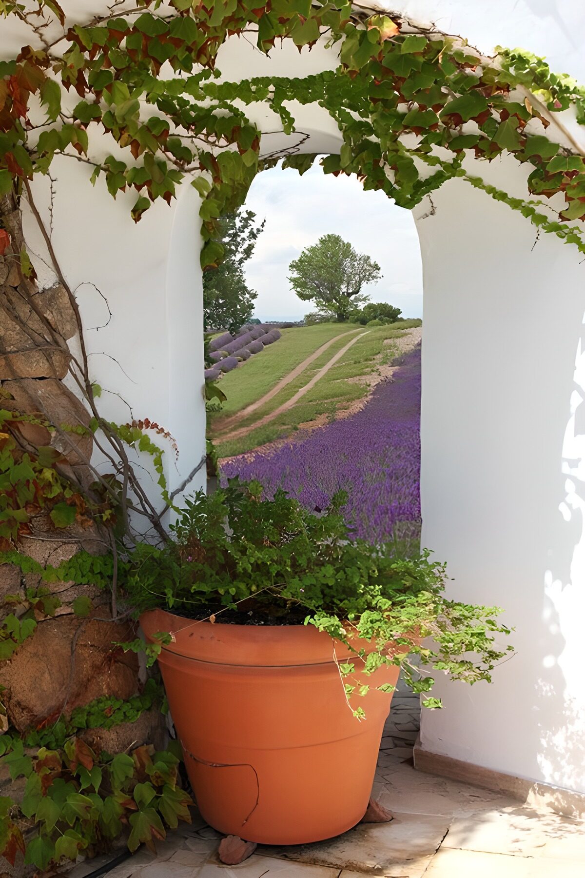 Durchgang zu blühendem Lavendel