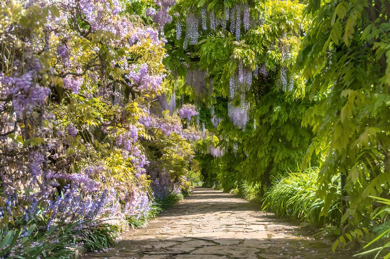 Blühender Weg unter Wisteria