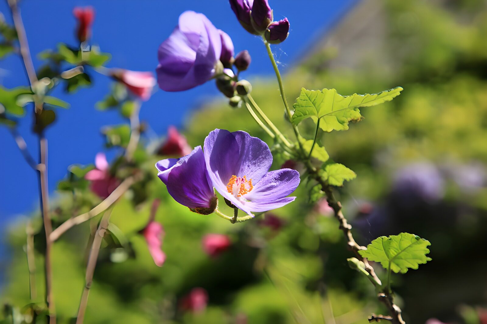 Lila Blüten im Sonnenschein