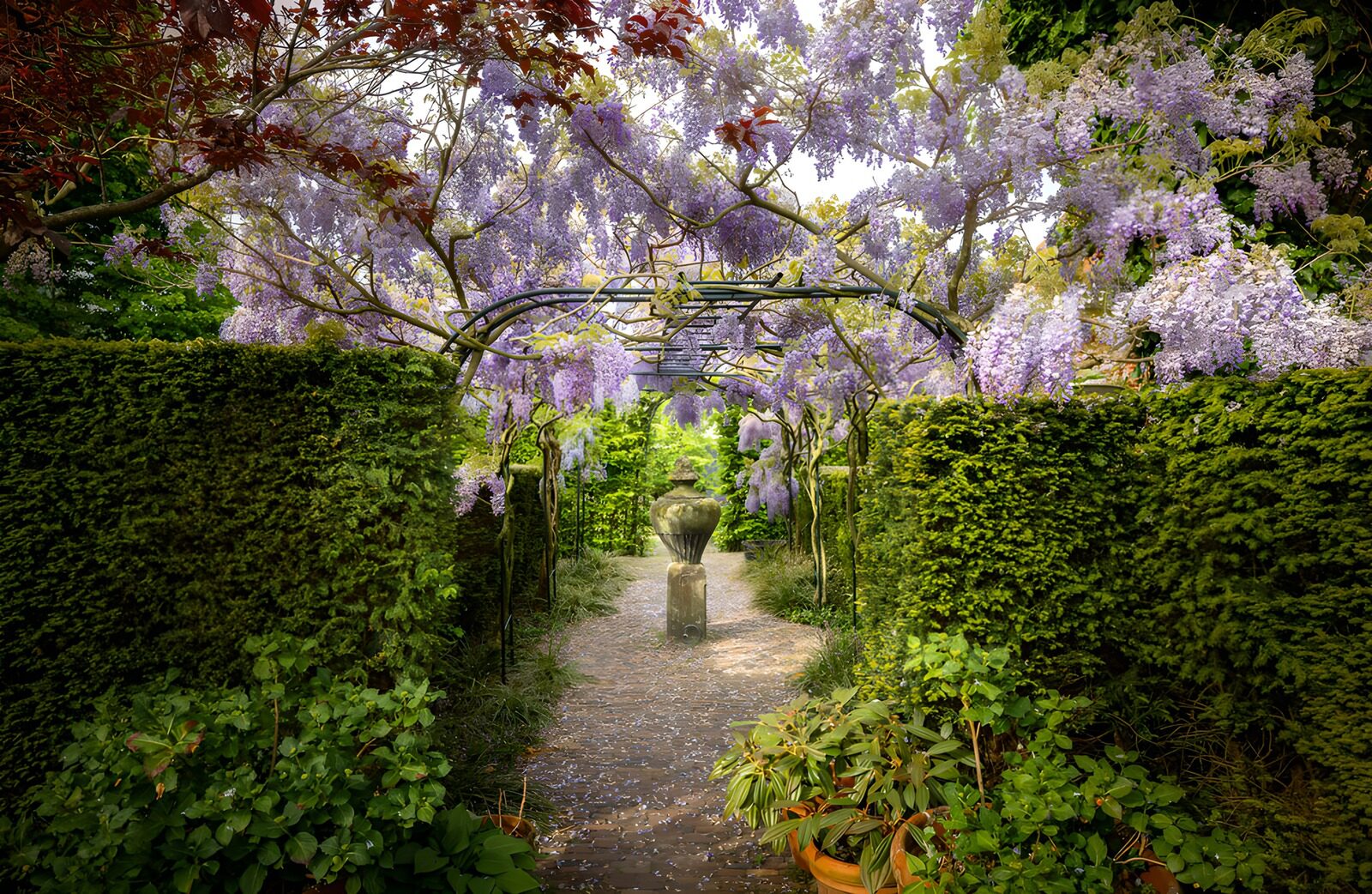 Wunderschöner Wisteria-Gartenpfad