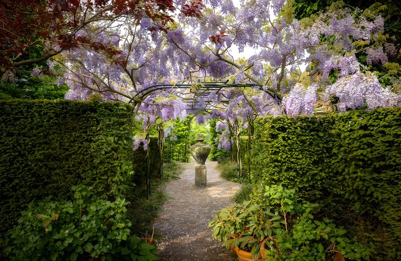 Wunderschöner Wisteria-Gartenpfad
