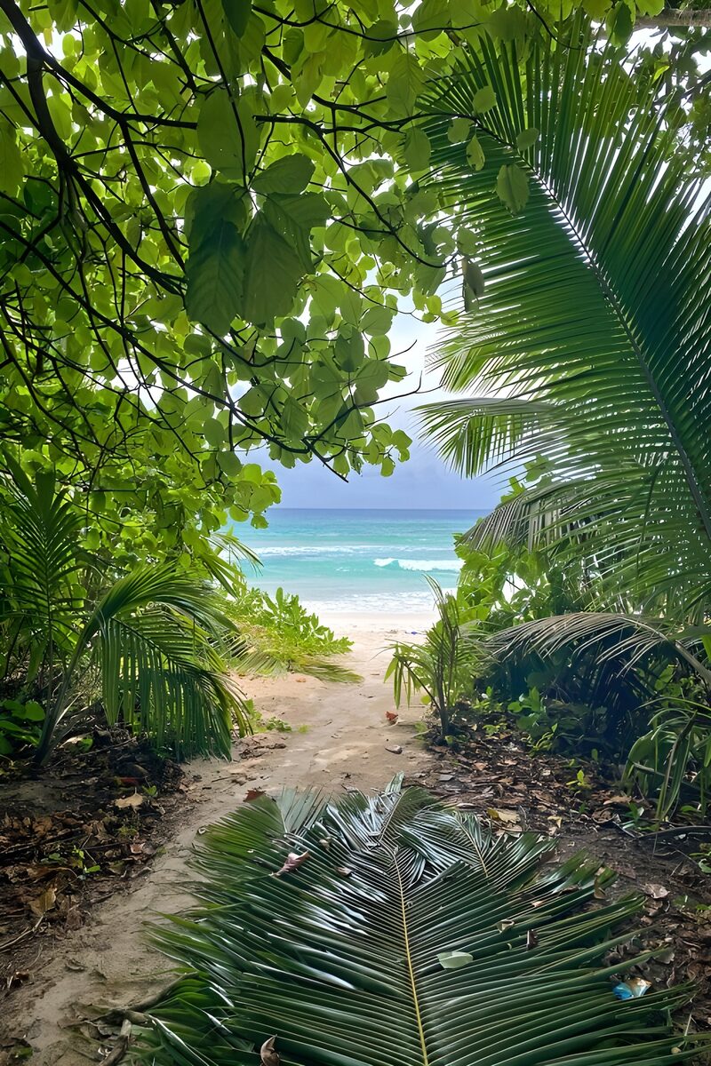 Blick auf den Strand durch das Blätterdach