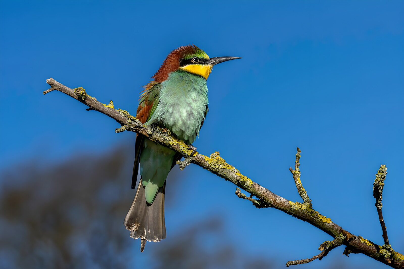 Bunter Vogel auf einem Ast