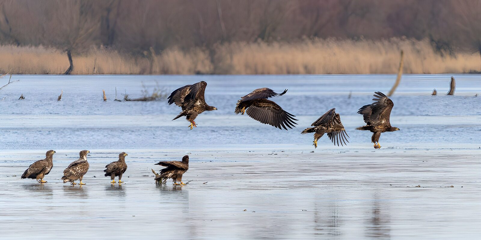 Majestätische Seeadler in Aktion