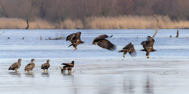 Majestätische Seeadler in Aktion