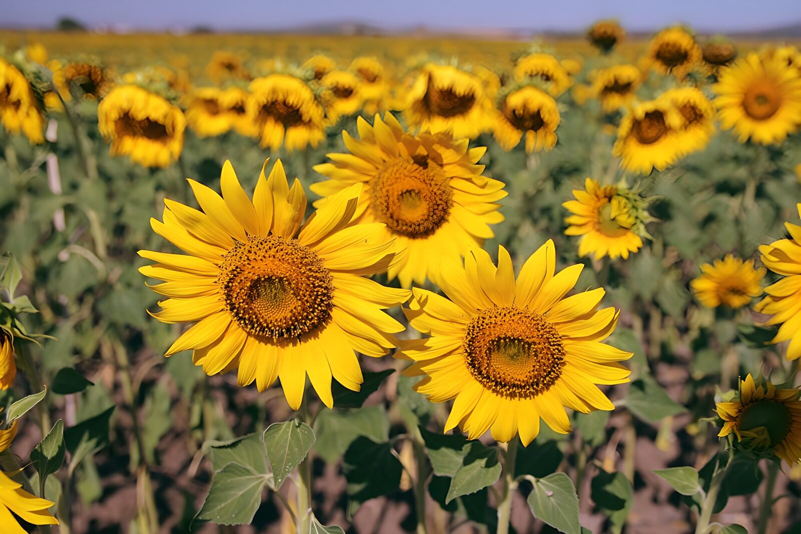 Sonnenblumenfeld im Sommer