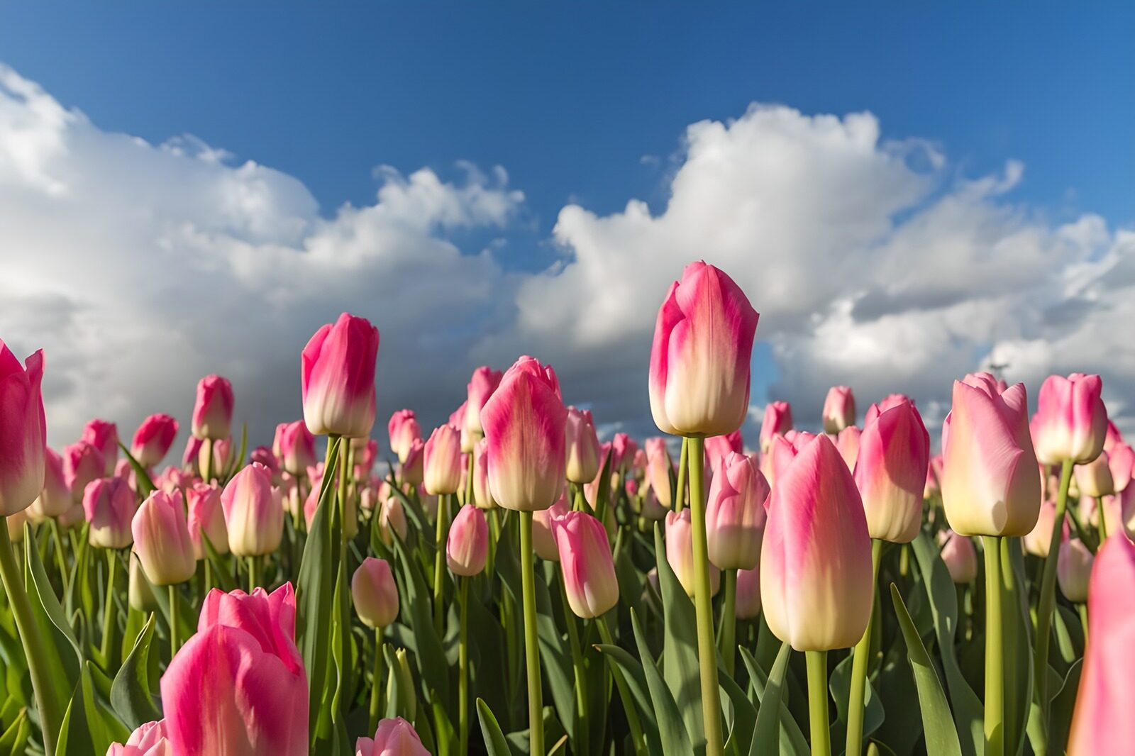 Rosa Tulpenfeld unter blauem Himmel