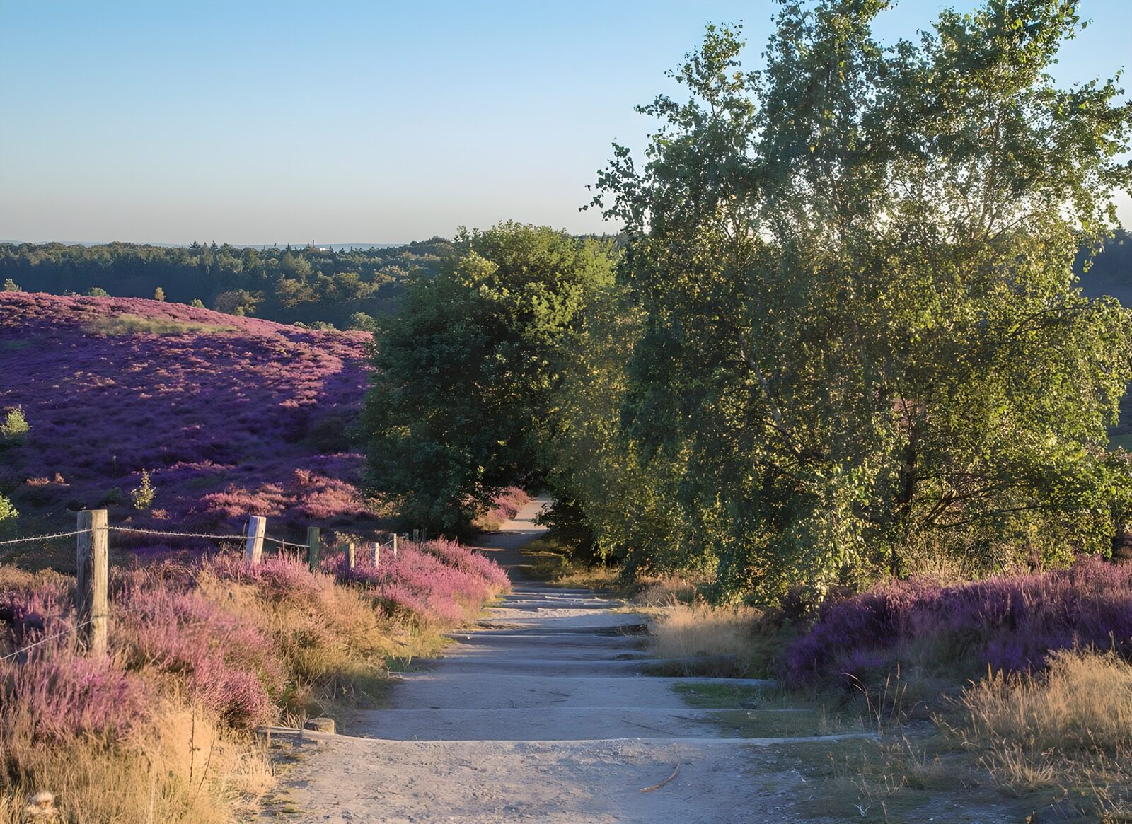 Lila Heideweg im Morgenlicht