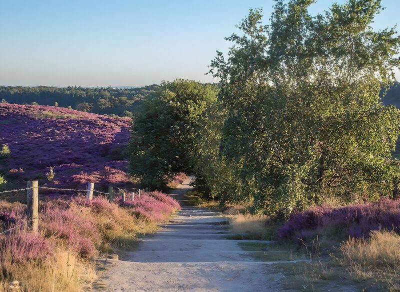 Lila Heideweg im Morgenlicht