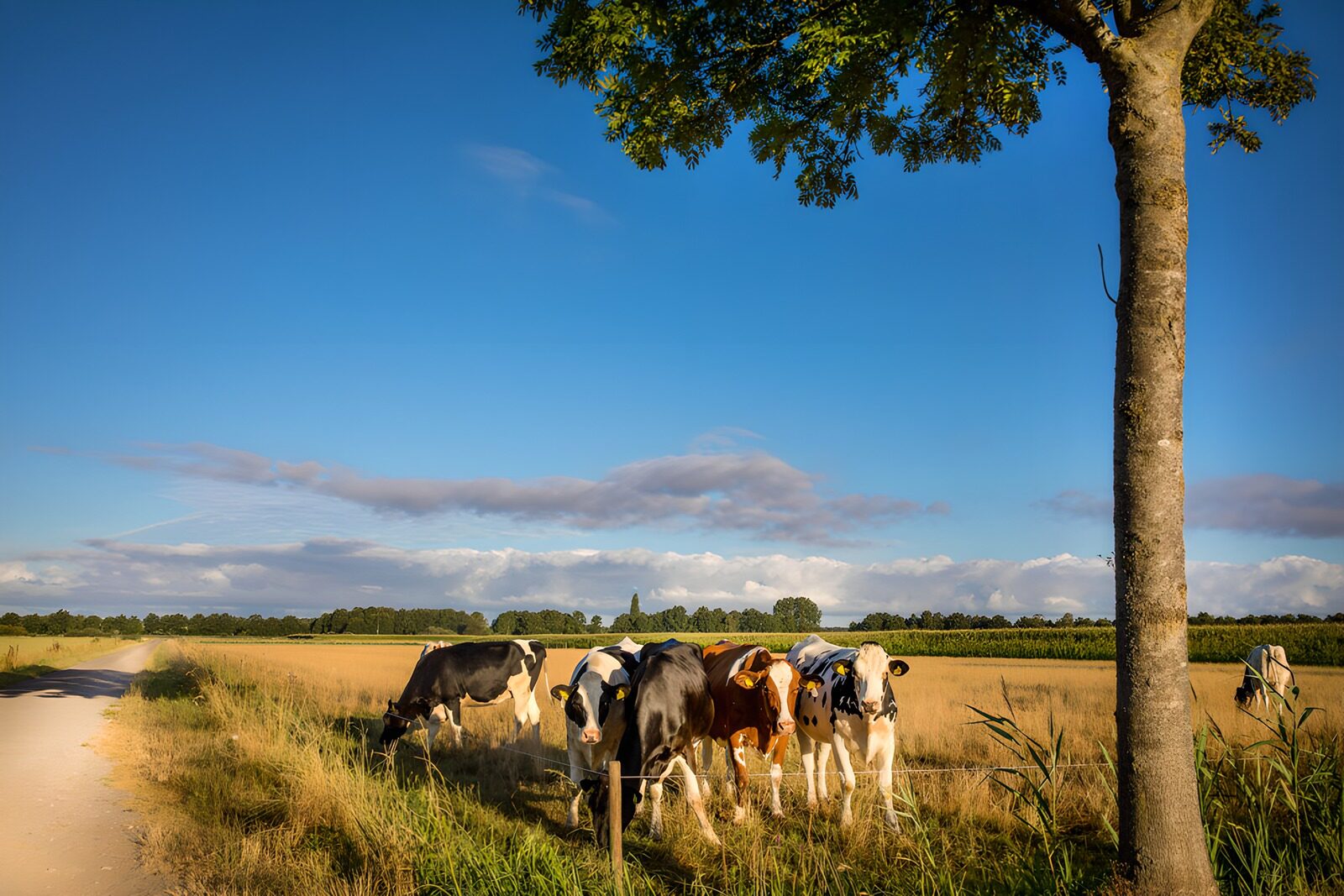 Kühe auf der Weide im Sonnenlicht