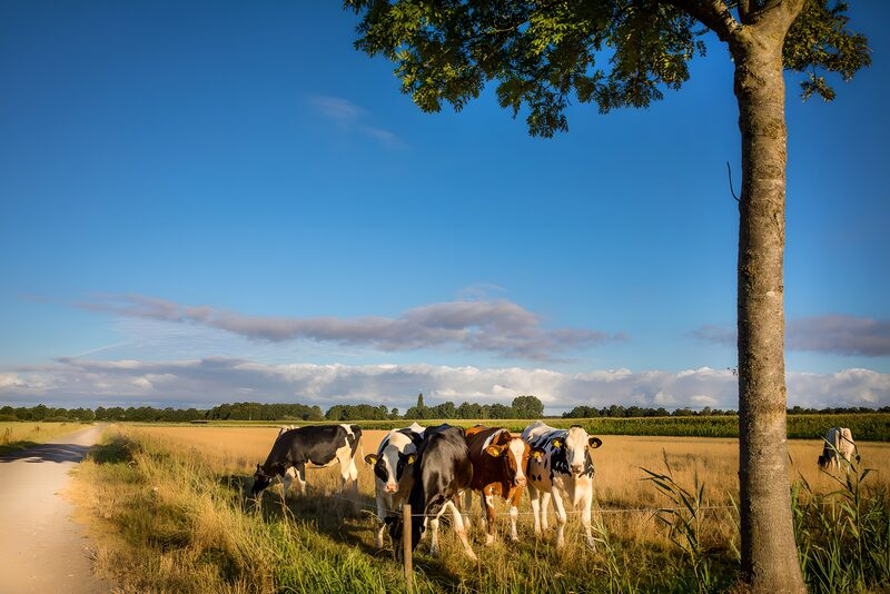 Kühe auf der Weide im Sonnenlicht