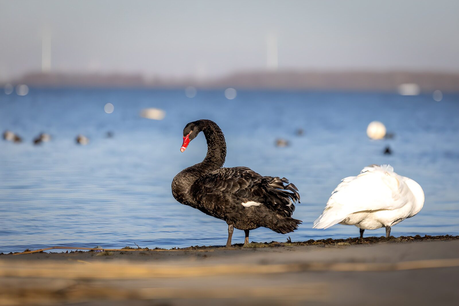 Schwarzer Schwan am Wasser