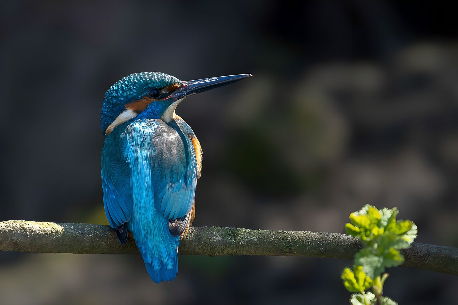 Blauer Eisvogel auf einem Ast