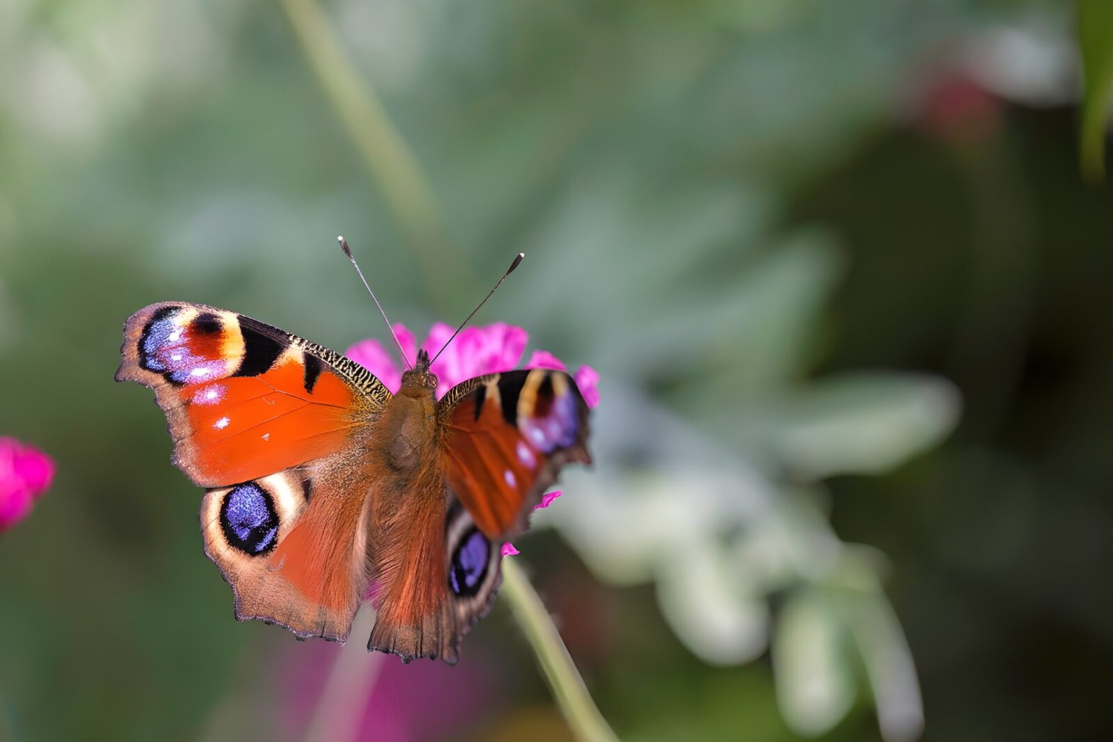 Schmetterling auf blühender Pflanze