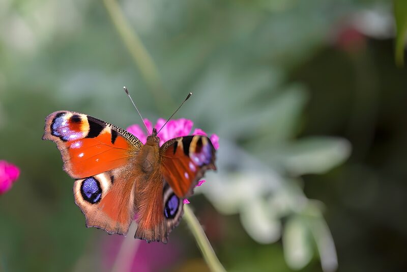 Schmetterling auf blühender Pflanze