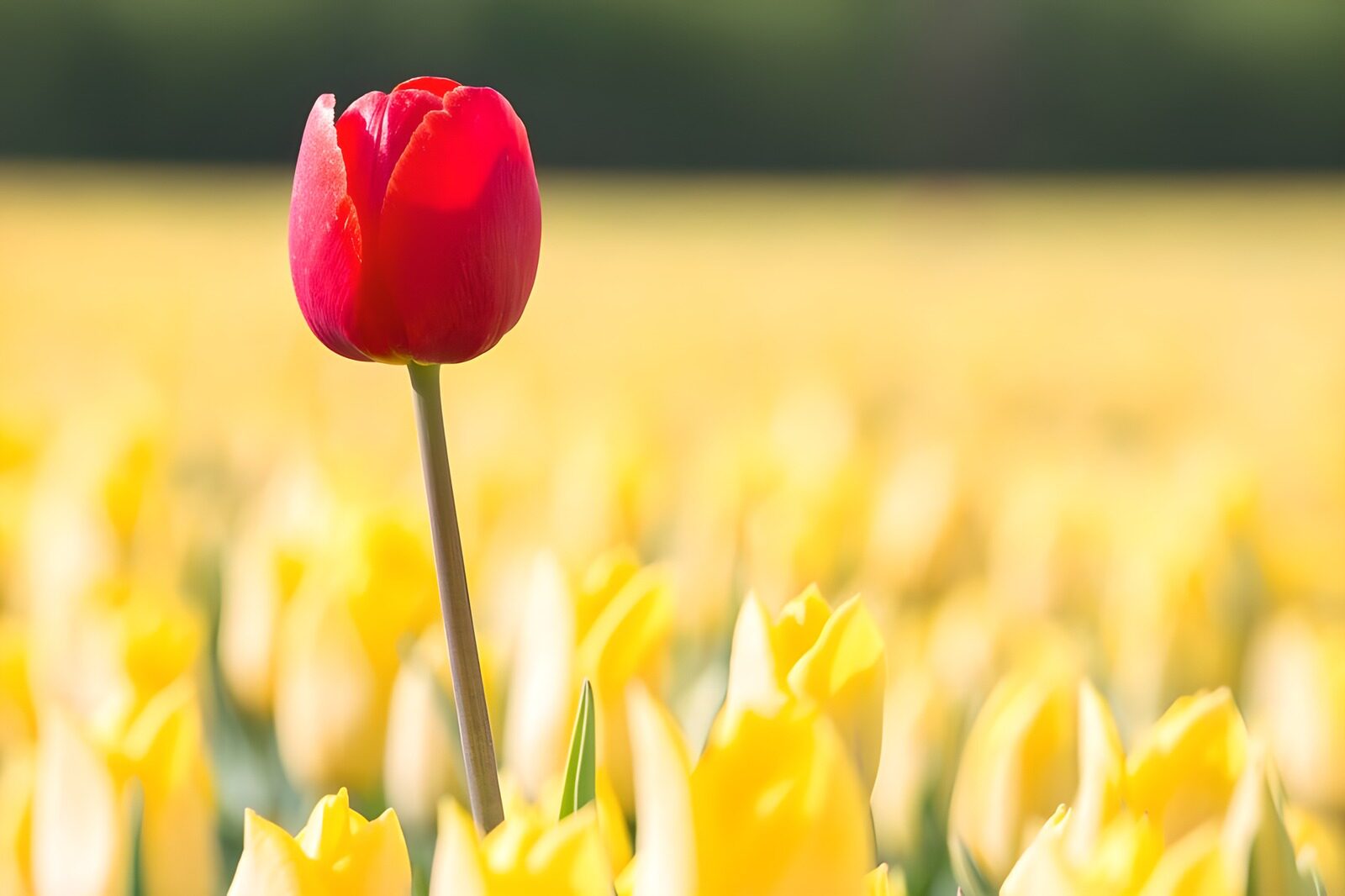 Einzelner roter Tulpe im gelben Feld