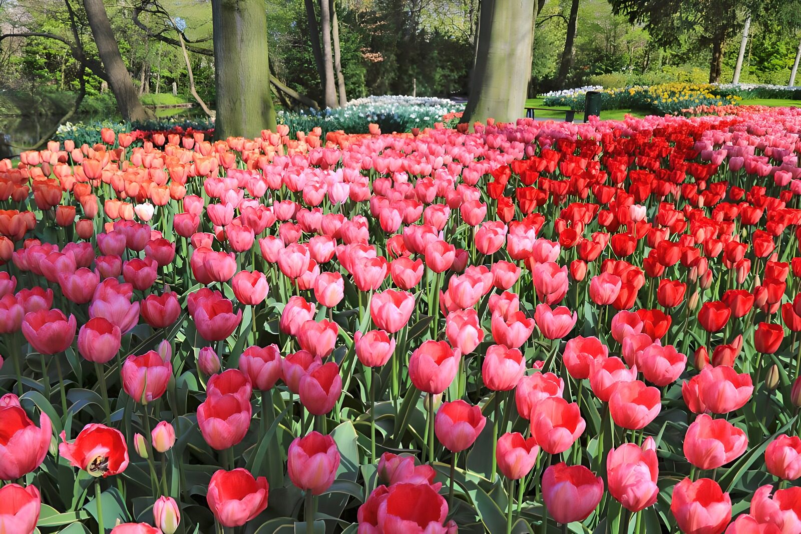 Farbenfrohe Tulpenblüte im Frühling