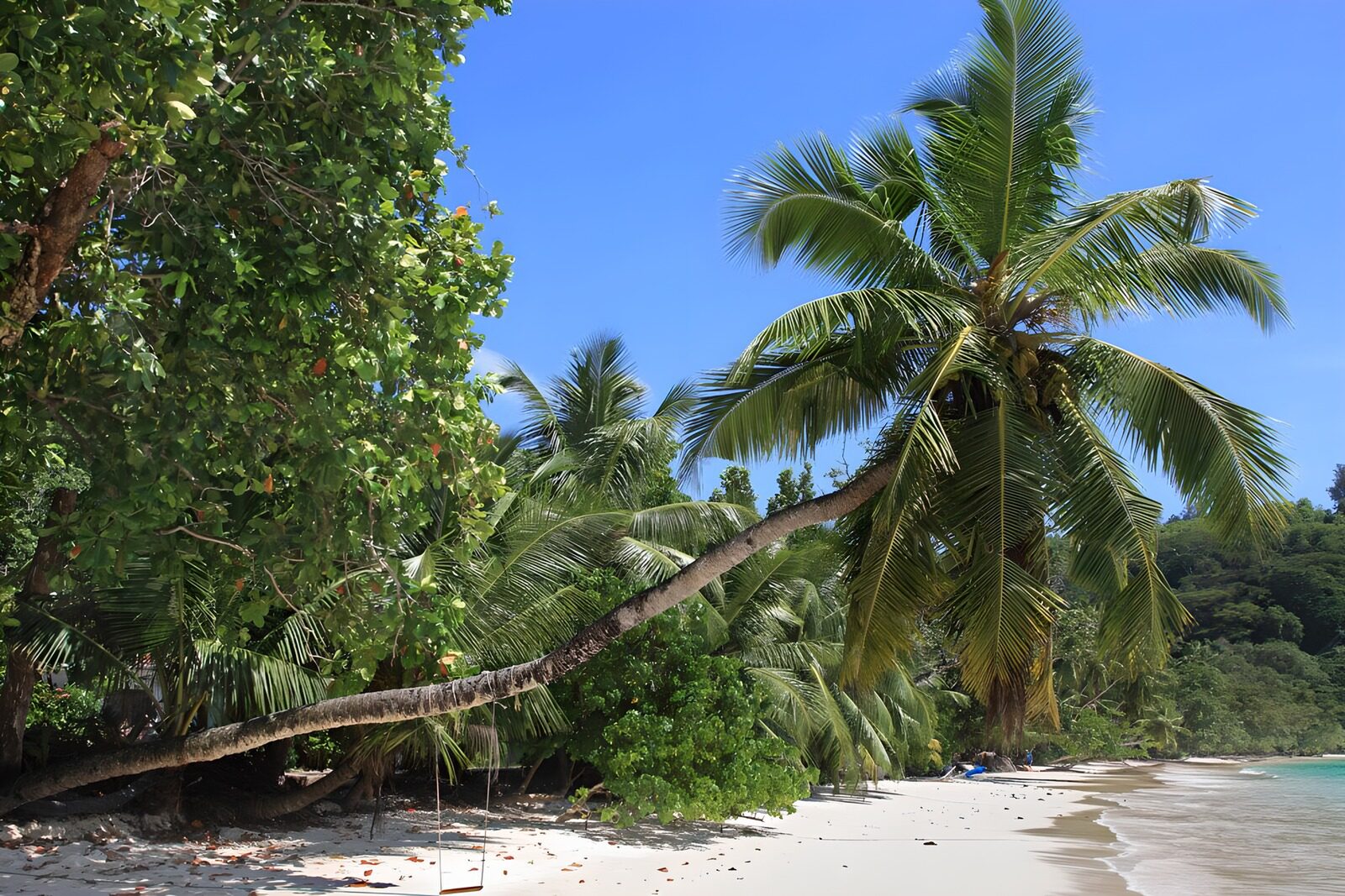 Traumstrand mit Palmen im Sonnenlicht