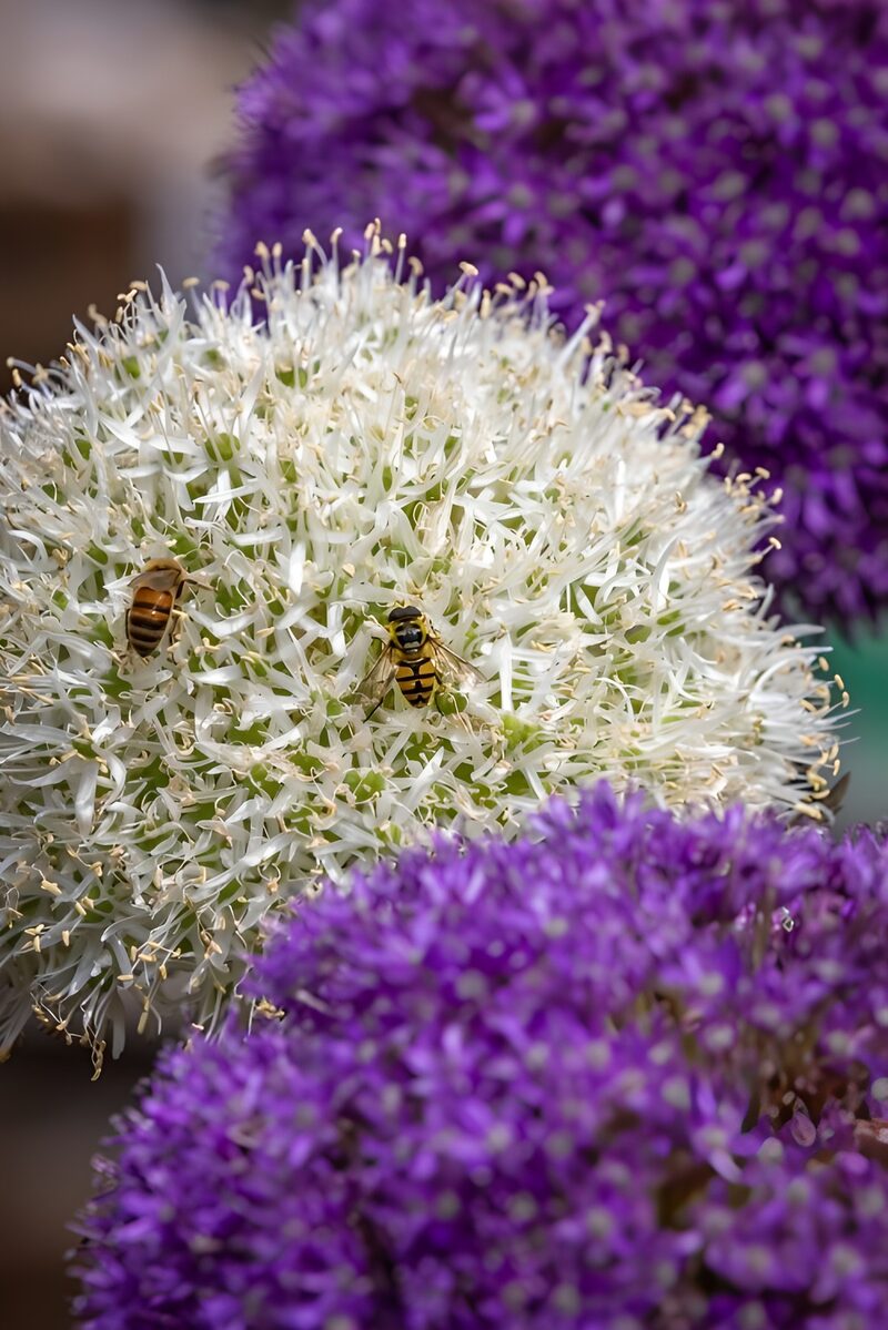 Bienen auf blühenden Alliumblüten