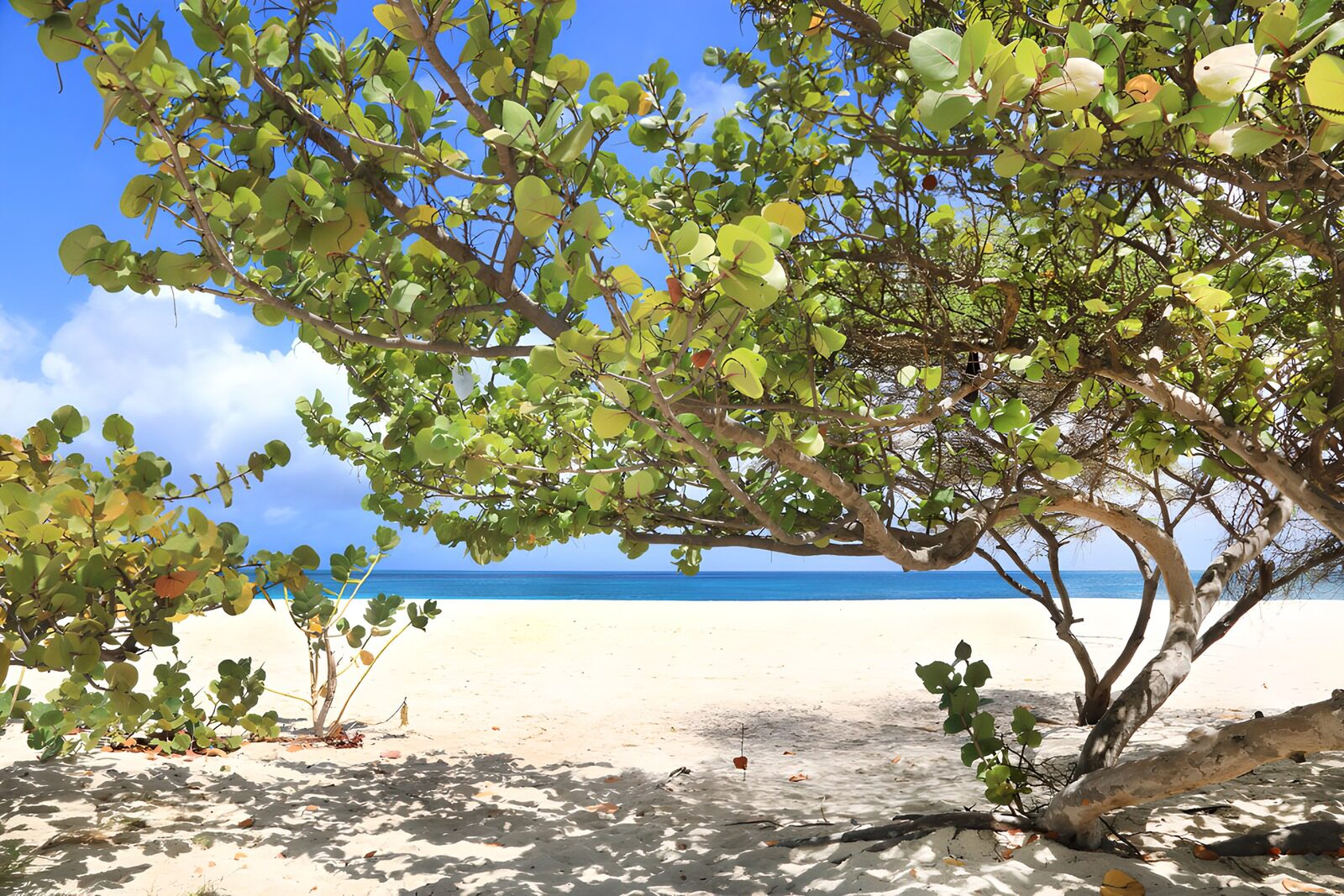 Tropischer Strandblick durch Bäume